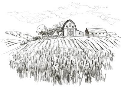 秋天麦田农田景色插画设计ai矢量图稻田的画法步骤简笔画教程手绘粮食