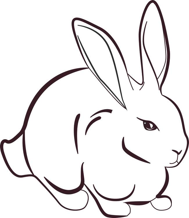 兔子照片卡通简笔画图片