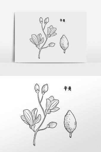 药用植物简笔画图片