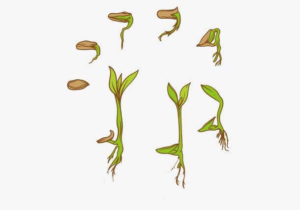 豆芽发芽的过程手绘图片