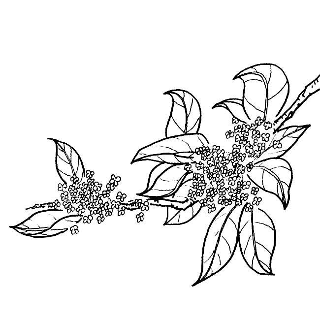 桂花树的叶子简笔画图片