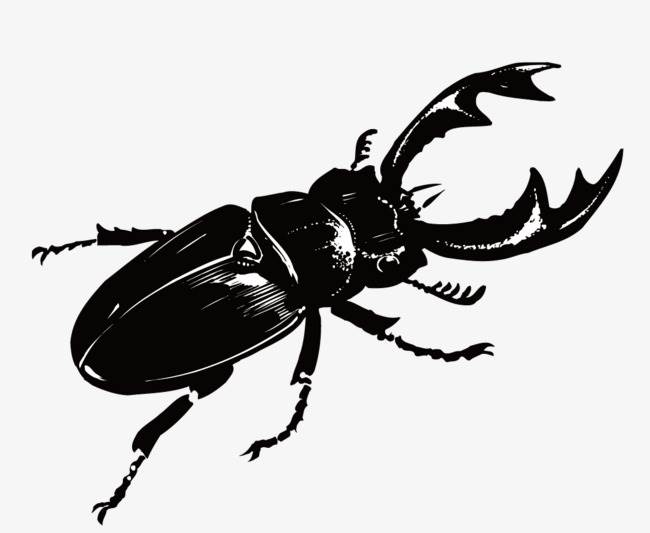甲壳虫动物简笔画图片
