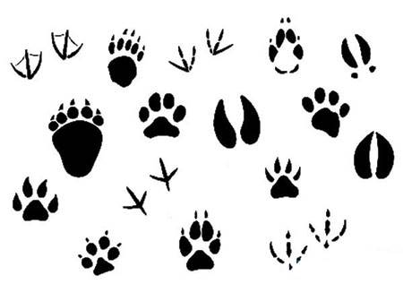 动物脚印简笔画手帐图片