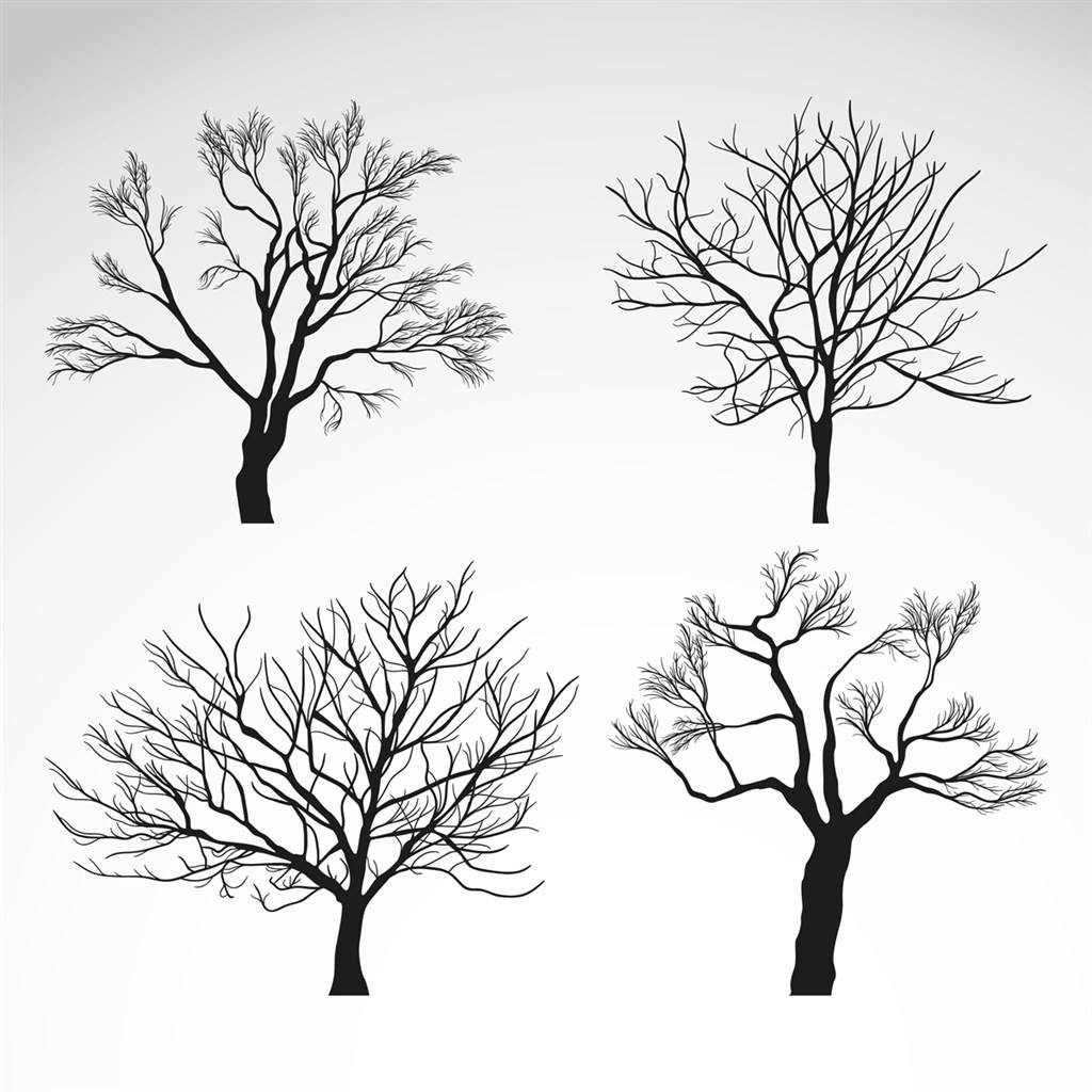冬天的树的画法图片