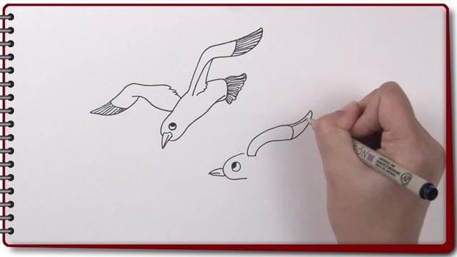 海鸥简笔画可爱图片海鸥简笔画简单简易的海鸥上色简笔画原创教程步骤