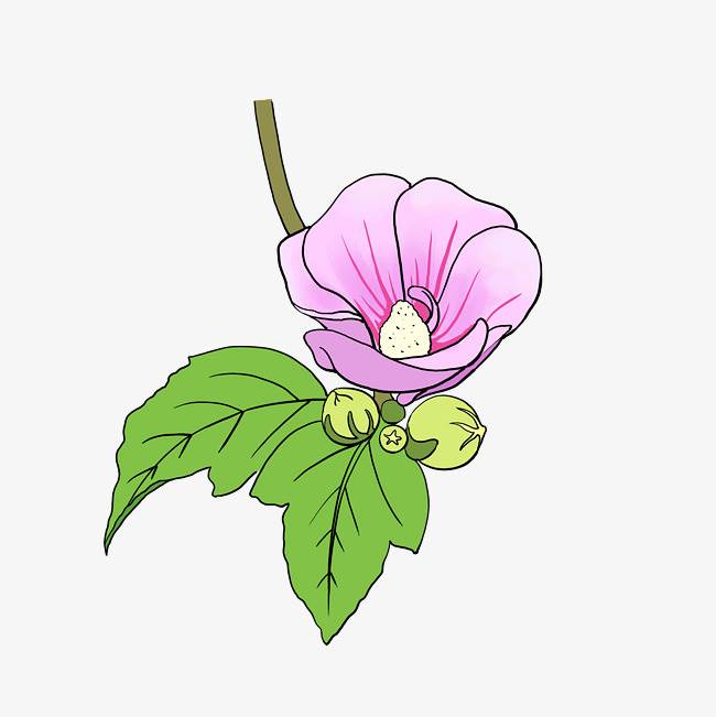 紫茉莉简笔画简单图片