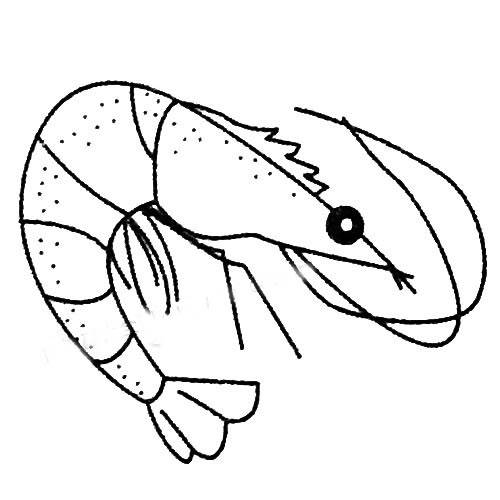 虾的画法步骤简笔画绘画教程彩色简笔画:皮皮虾虾虾简笔画这是一组虾