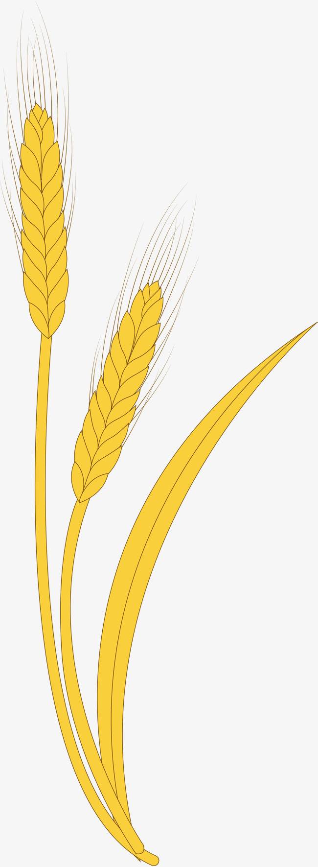小麦成熟的图片简笔画图片