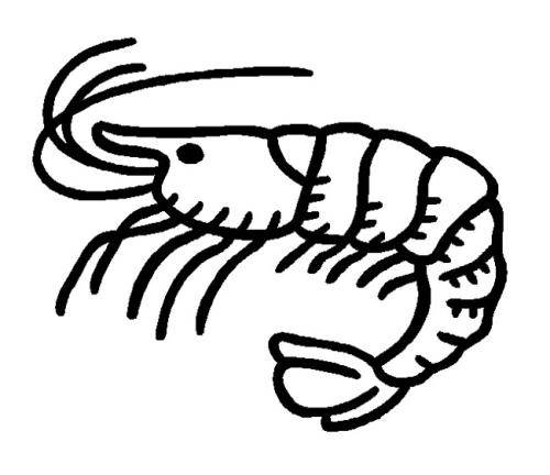 虾的简笔画 画法图片
