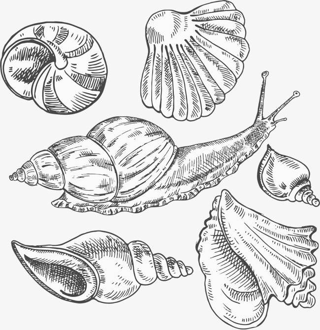 海星海螺图片简笔画图片
