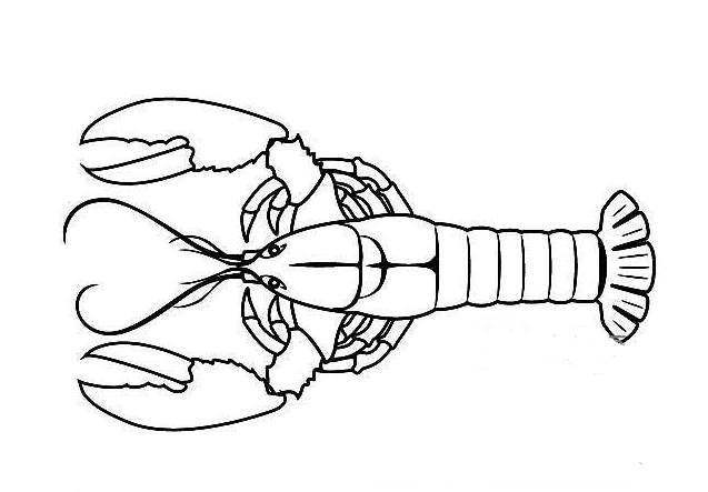 虾虾简笔画虾的画法步骤简笔画绘画教程漂亮的虾简笔画卡通可爱虾简笔
